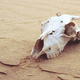 Image for article titled Earth's worst mass extinction might not have been as bad as we thought